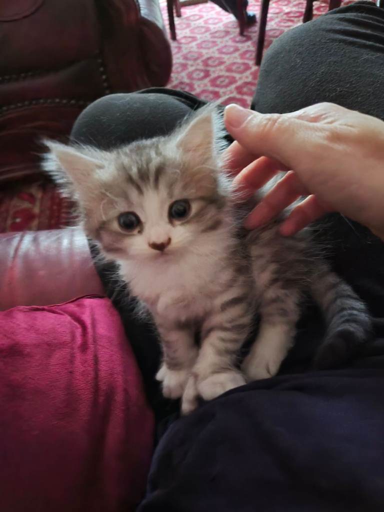 Main Coon Mix Sweet Baby Girl