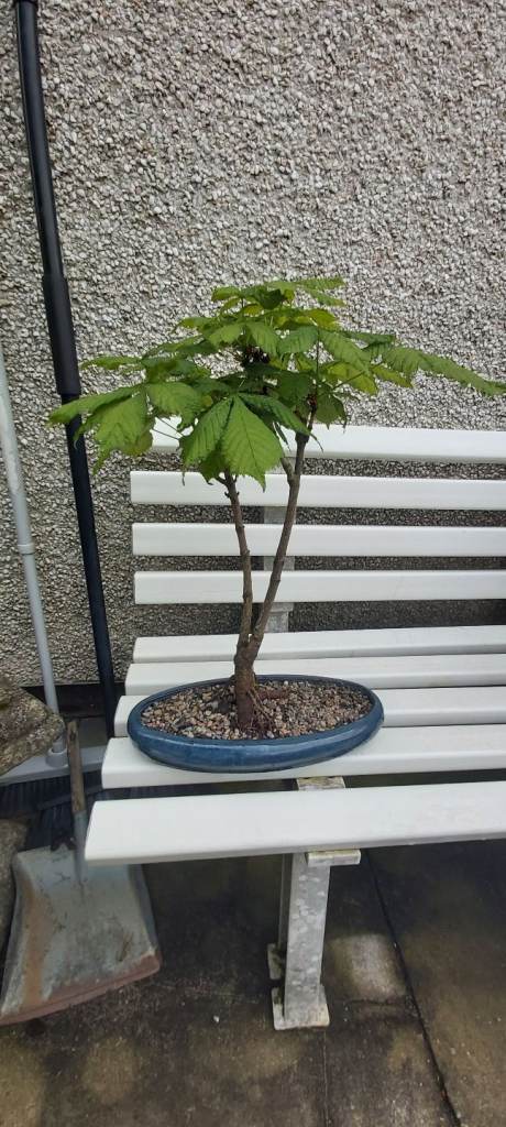 Horse chestnut in blue oval bonsai pot