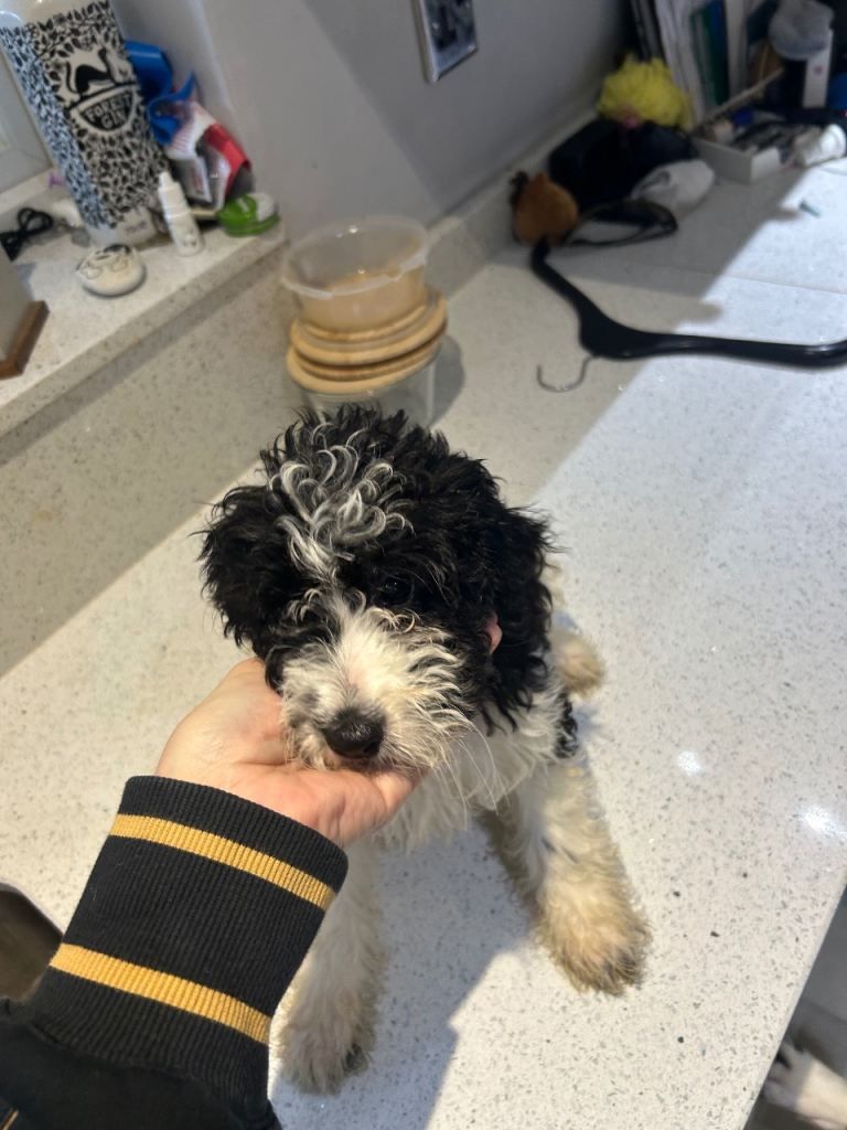 Last remaining beautiful cockapoo girl ready to go. 