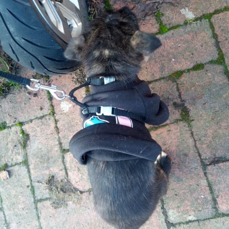 Female Puppy 11wks old