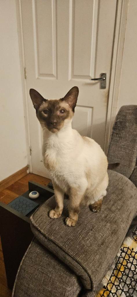 Siamese cat