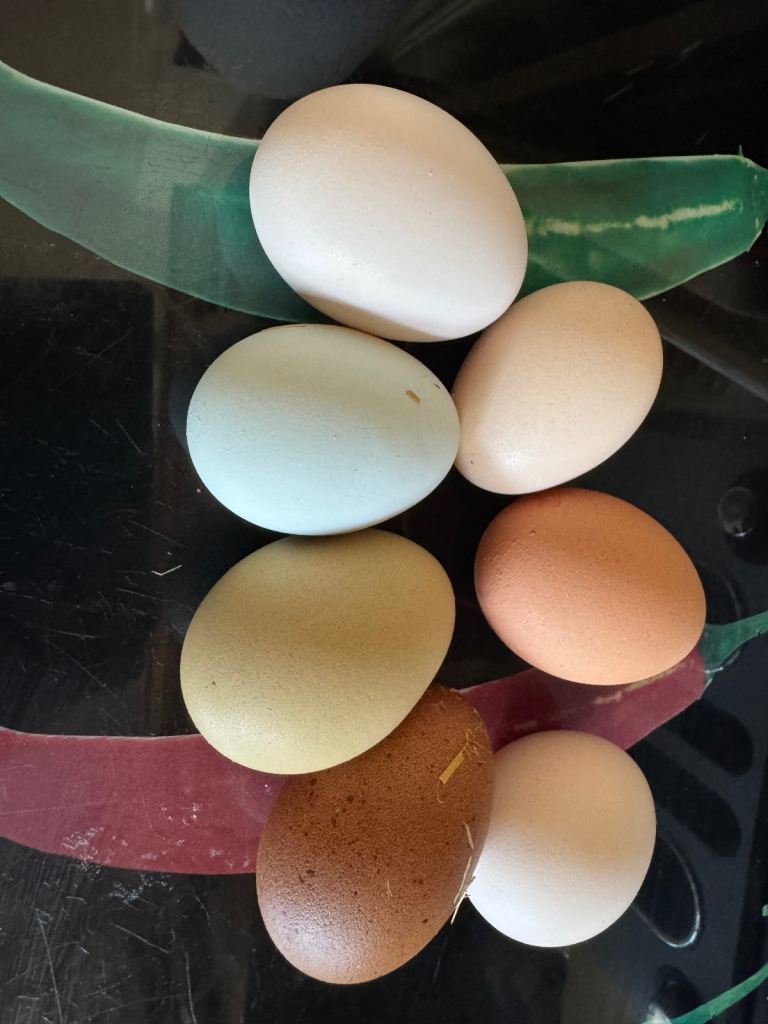 Special egg layers & Wyandotte Banthams for sale