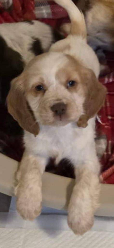 Cocker spaniel puppies one boy one girl available