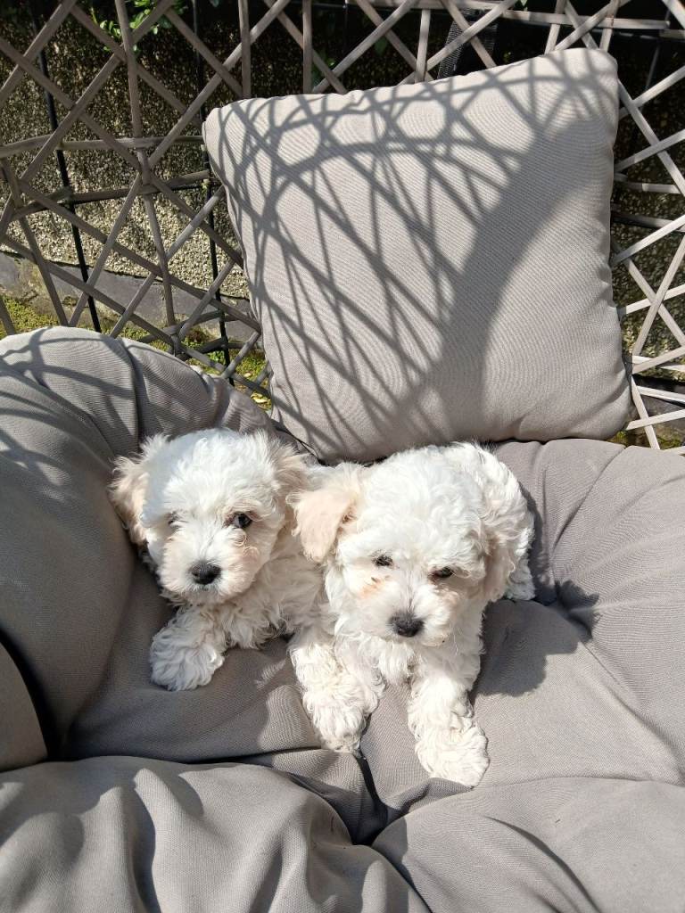 Bichon frise/maltese puppies