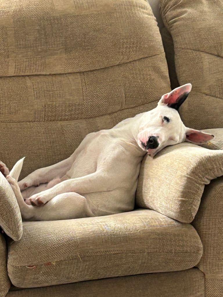 English bull cross staff