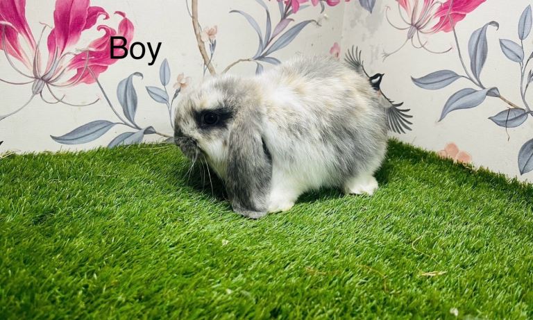 Male and female rabbits 