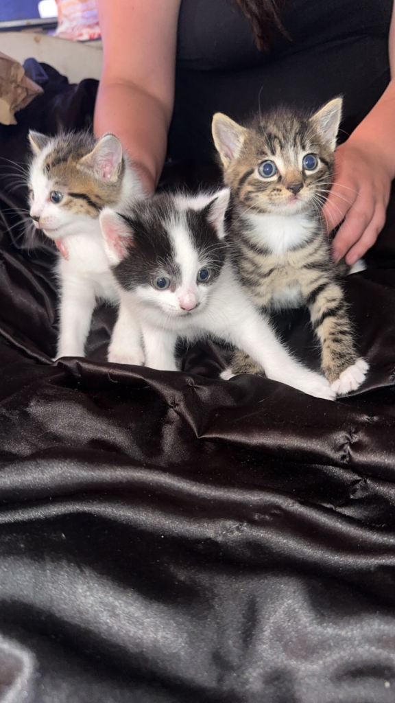 3 beautiful kittens 