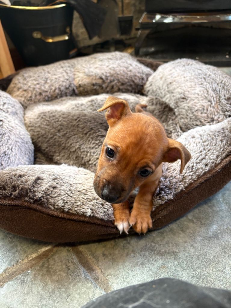 Miniature Jack Russel pup 