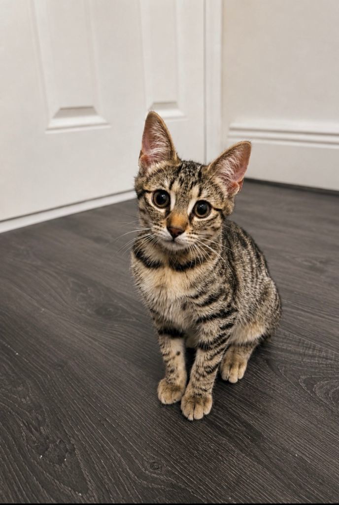 Gentle 4-Month-Old Rescue Kitten - Quiet Indoor Home Only 