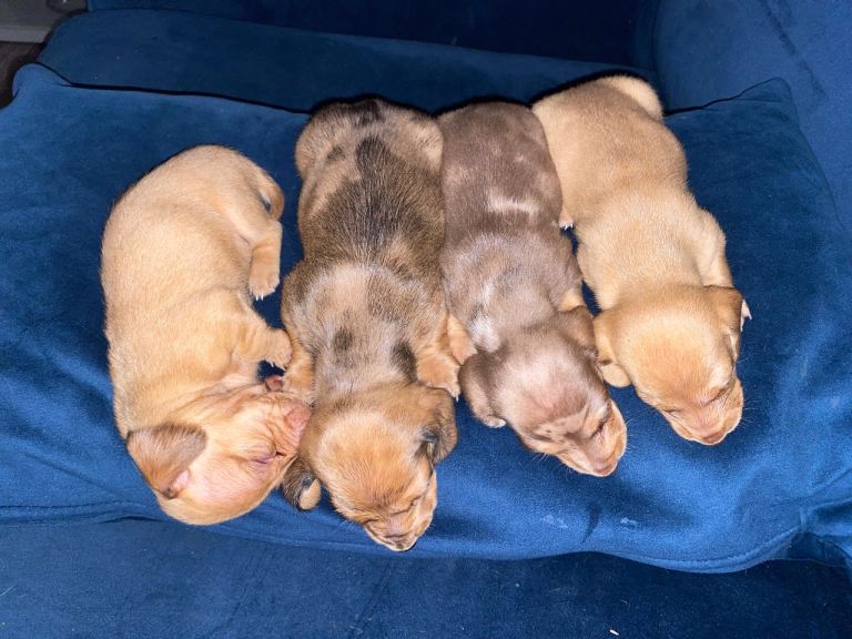Litter Of 4 Mini Dachshund Puppies 