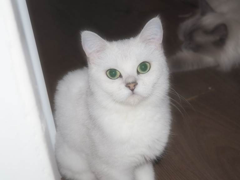 image for Champion Line Registered Chinchilla British short Hair Beauty