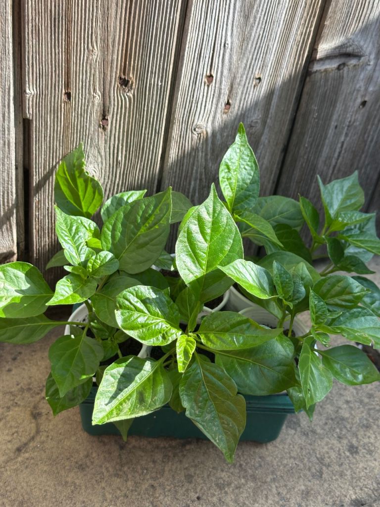 Bangladeshi healthy naga chilli Plants - Ready to Grow