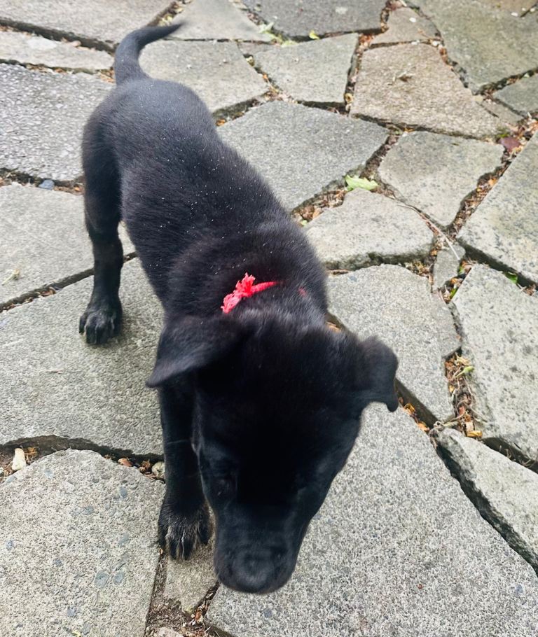 Puppy for sale