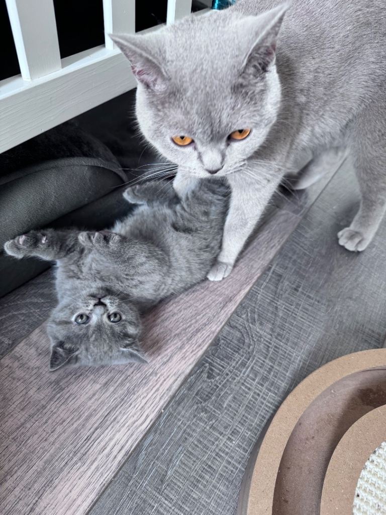 🐾 Exceptional Blue British Shorthair Kittens 🐾