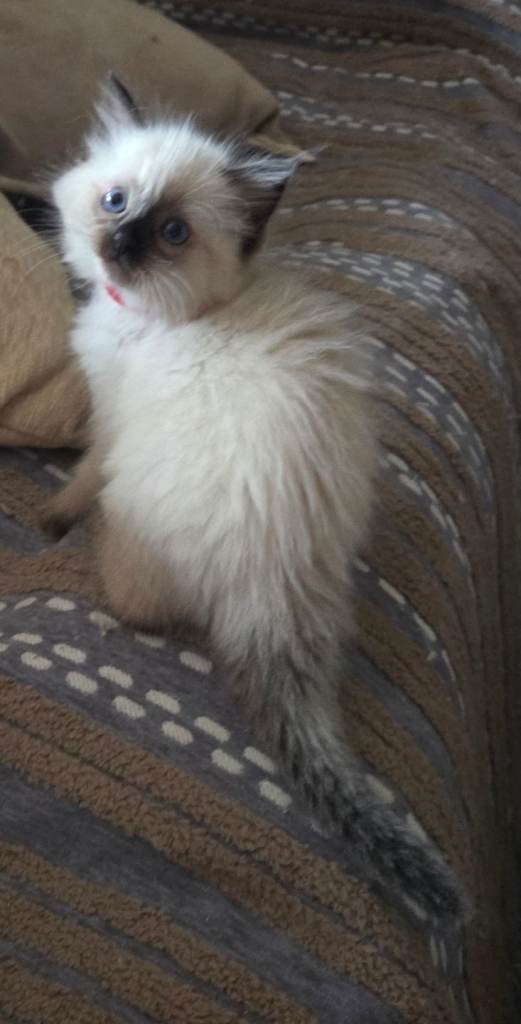 Ragdoll kittens for sale