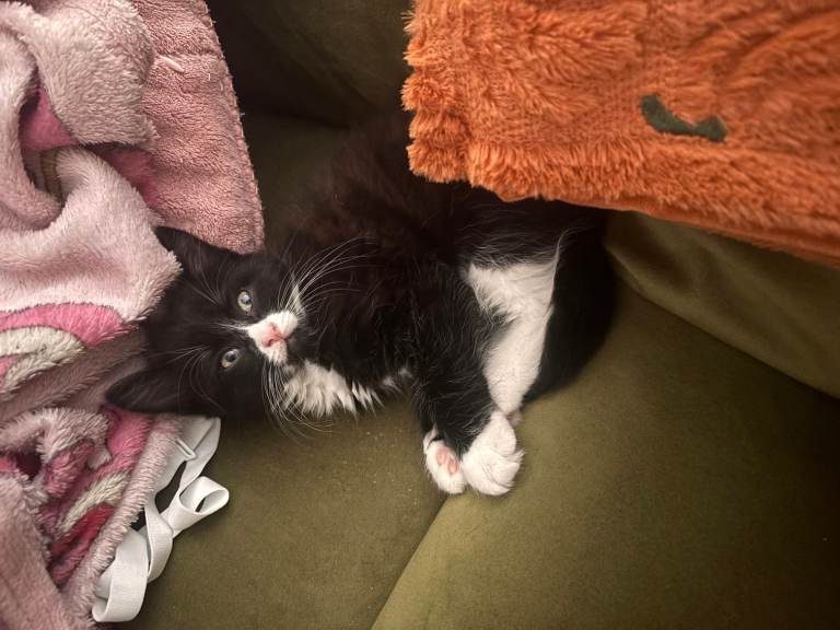 Adorable Black and White Kitten