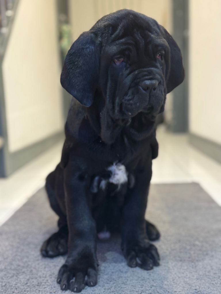 3 Neapolitan mastiff black female puppies Newcastle 