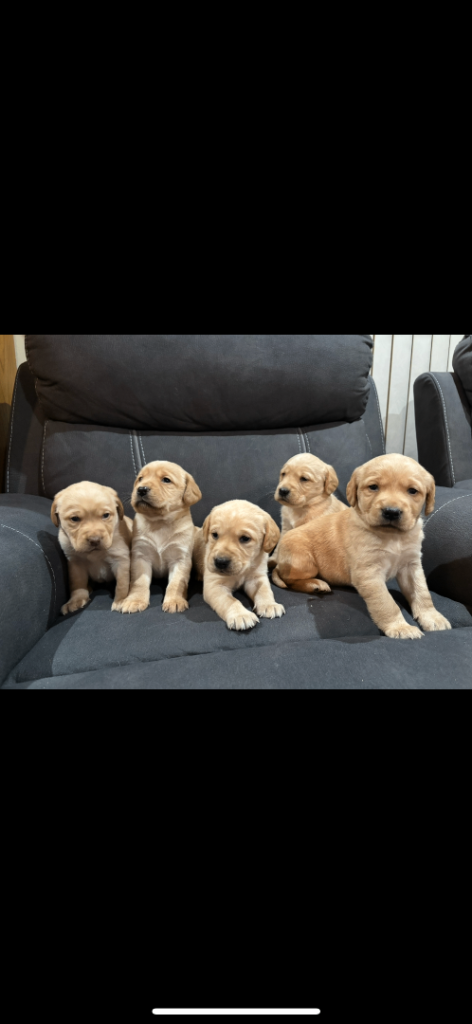 2 male Labrador x Cocker spaniel male pups left 