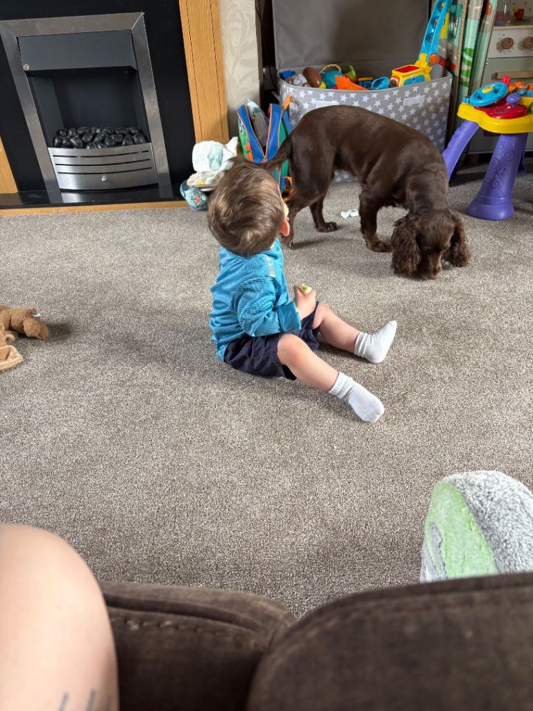 2 cocker spaniels needing forever home. 
