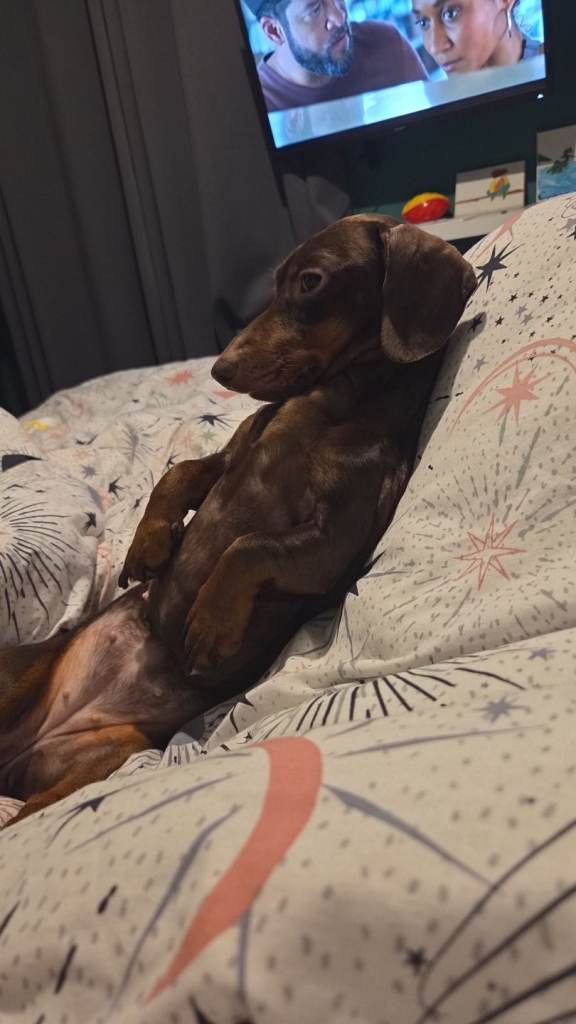 Dachshund