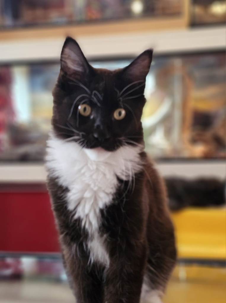 Only 1 Female Maine Coon Kittens Left!