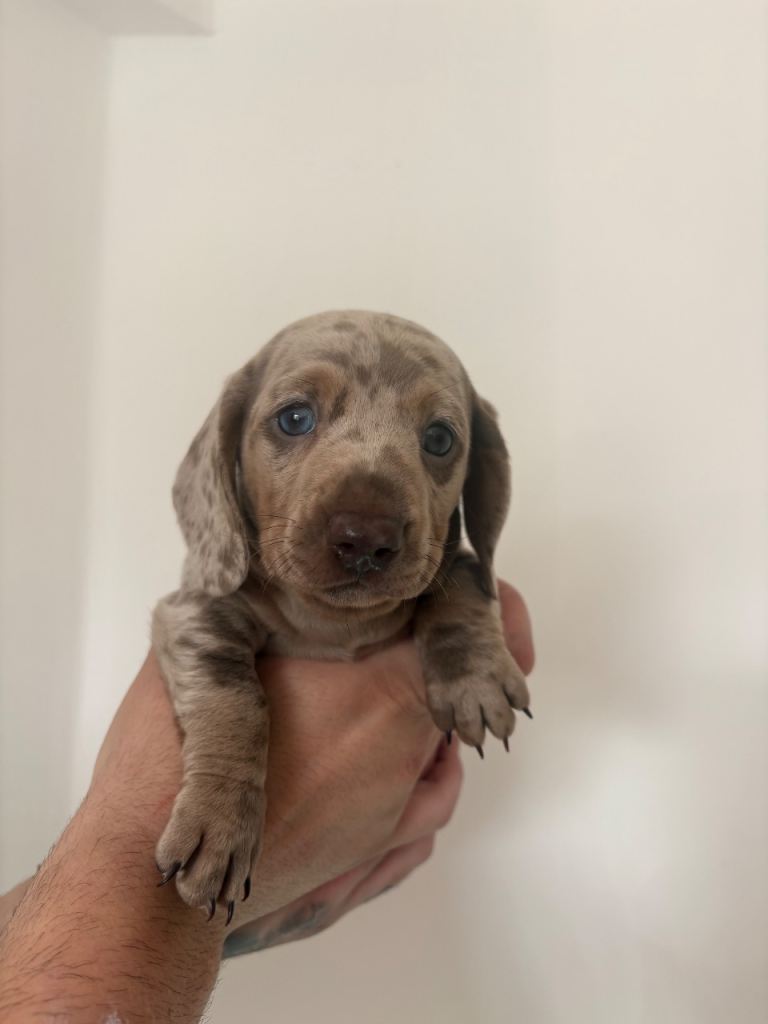 1 Dachshund puppy left! Ready to leave. 
