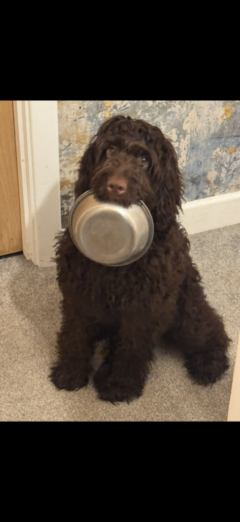Junior the adorable Cockapoo