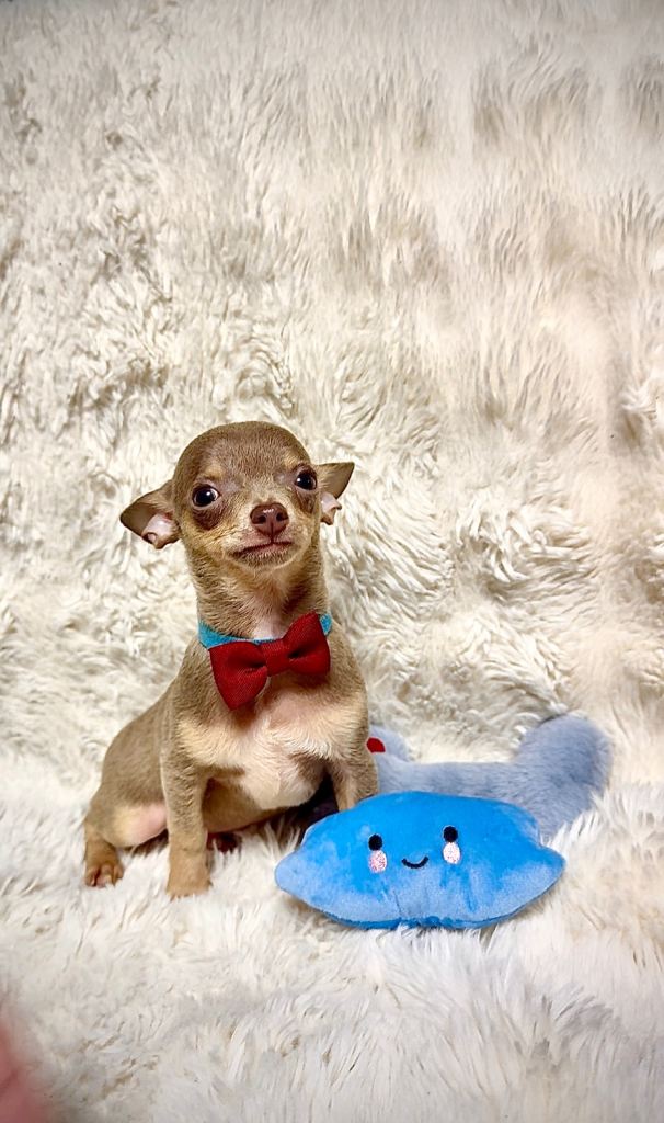 Beautiful chihuahua puppies 