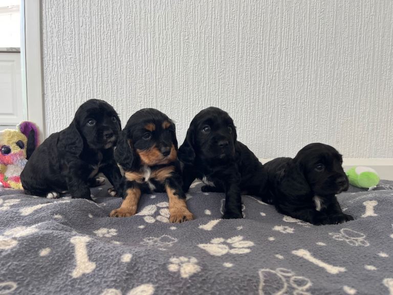 Cavalier King Charles x cocker spaniel puppies 