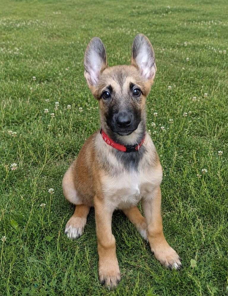Malinois Belgium Shepherds Price drop