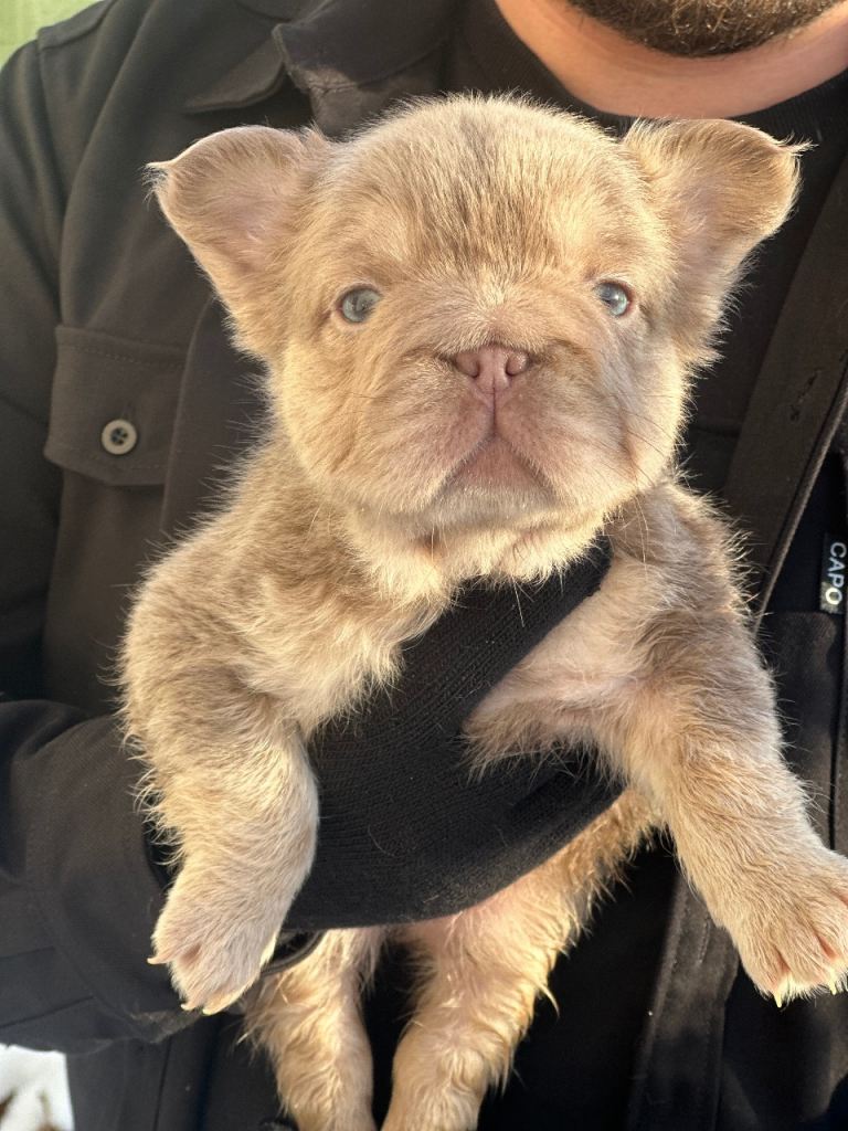Fluffy French Bulldog puppies for sale