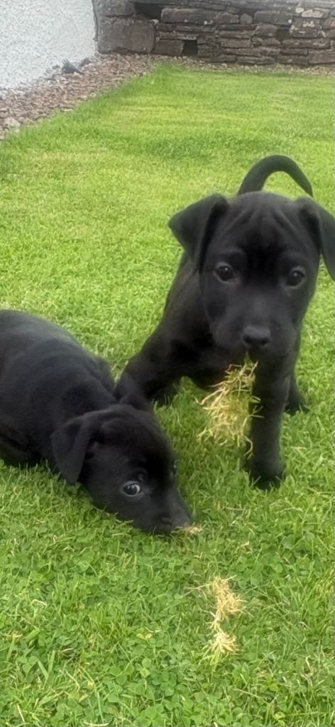 Patterdale Terrier Pups 