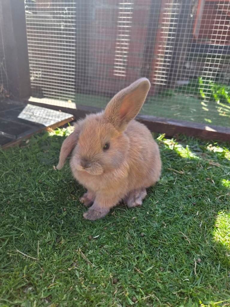 Stunning Pure Bred Mini Lop Rabbits