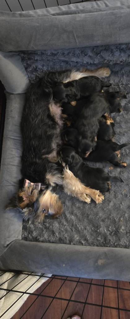 ✨ Yorkshire Terrier Puppies – Ready 4th June ✨