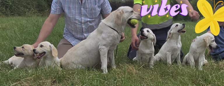 Labrador Puppies
