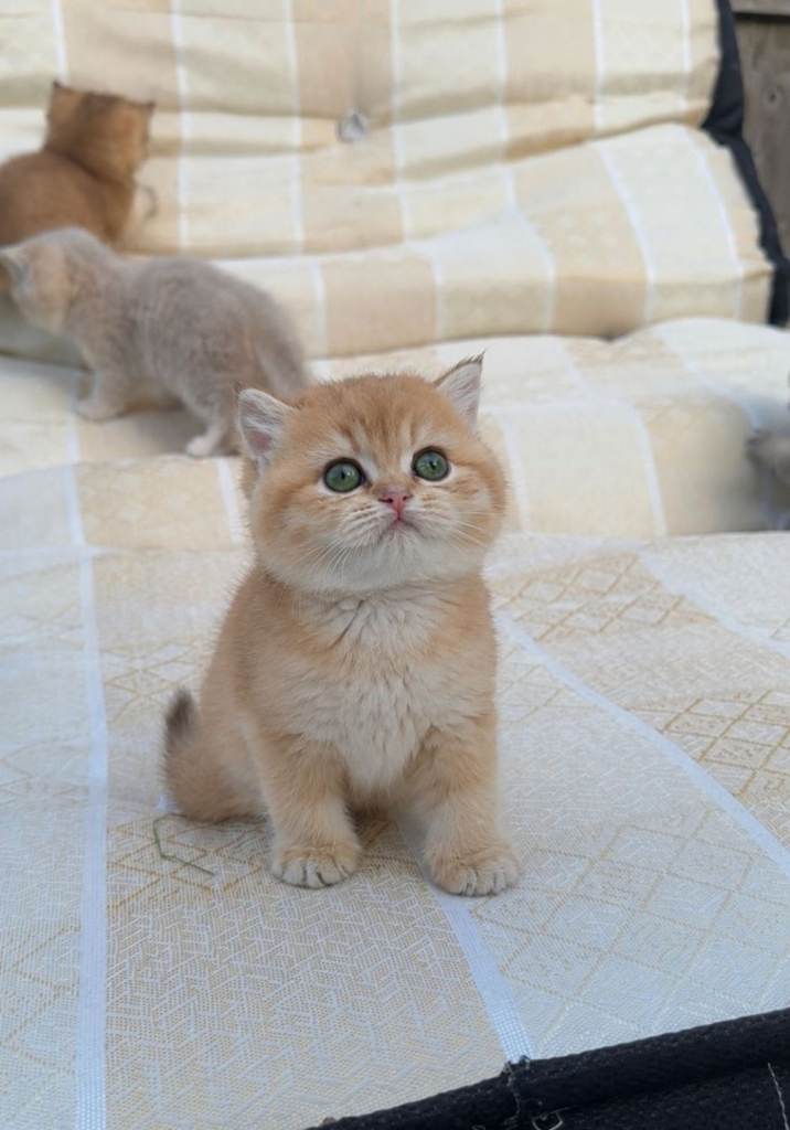 Golden Shorthair cats
