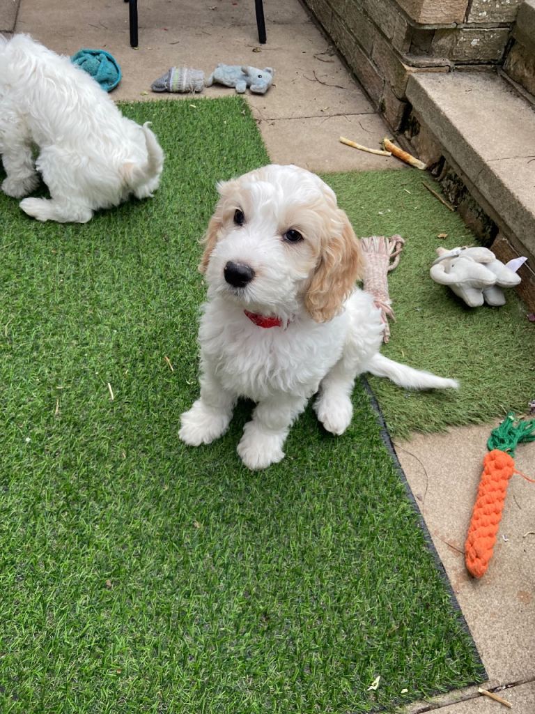 *RARE*Lemon and white F1 cockapoo puppies 