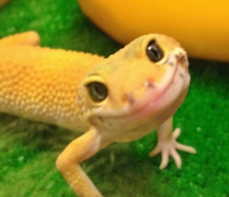 Gorgeous leopard gecko 