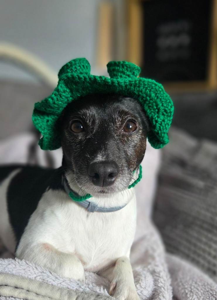 Shrek pet hat