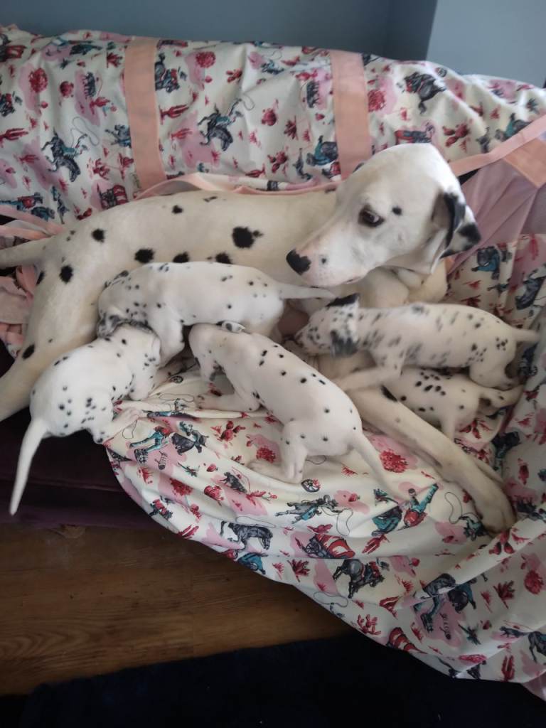 Dalmation pups
