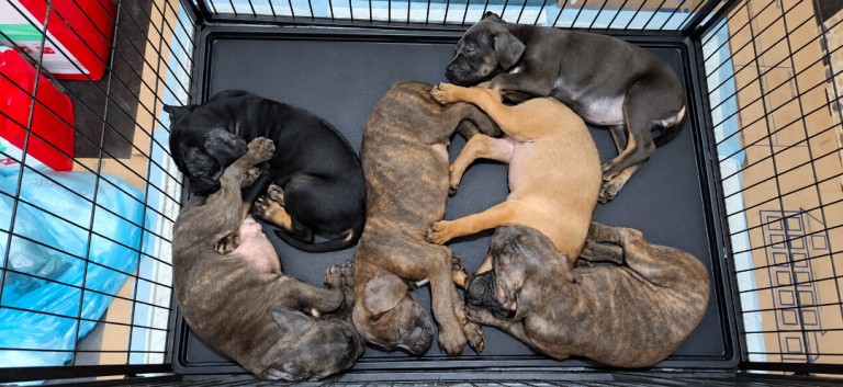 Rehoming Cane Corso