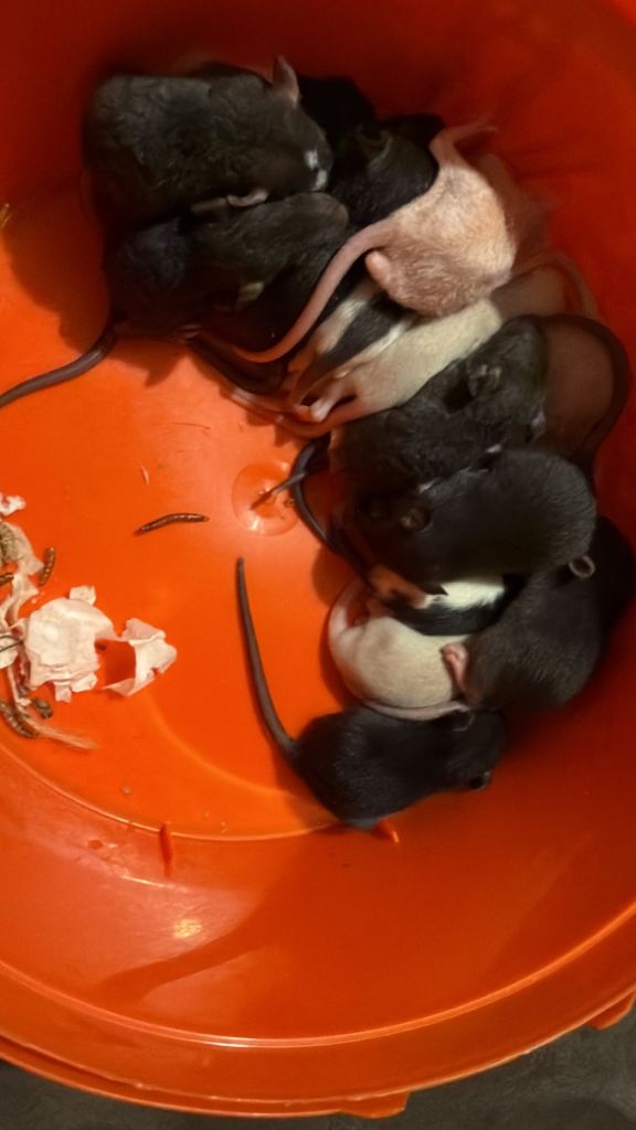 Rat babies