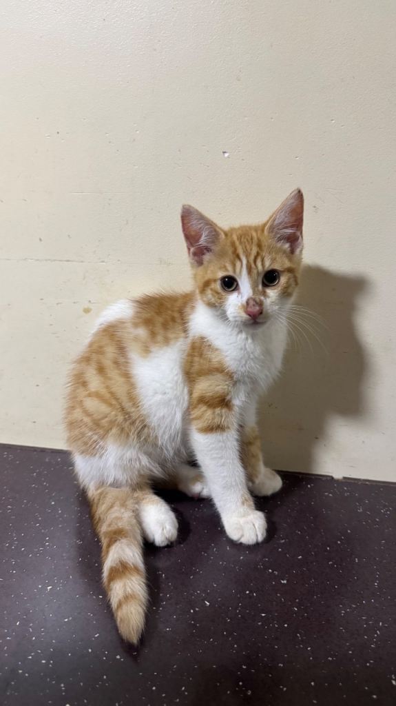 Adorable Kittens Looking for Forever Homes