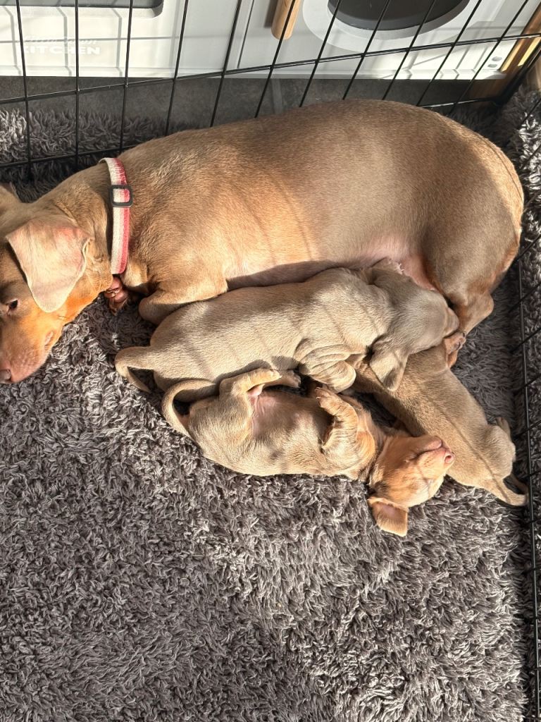 Last boy of Isabella miniature daschund for sal