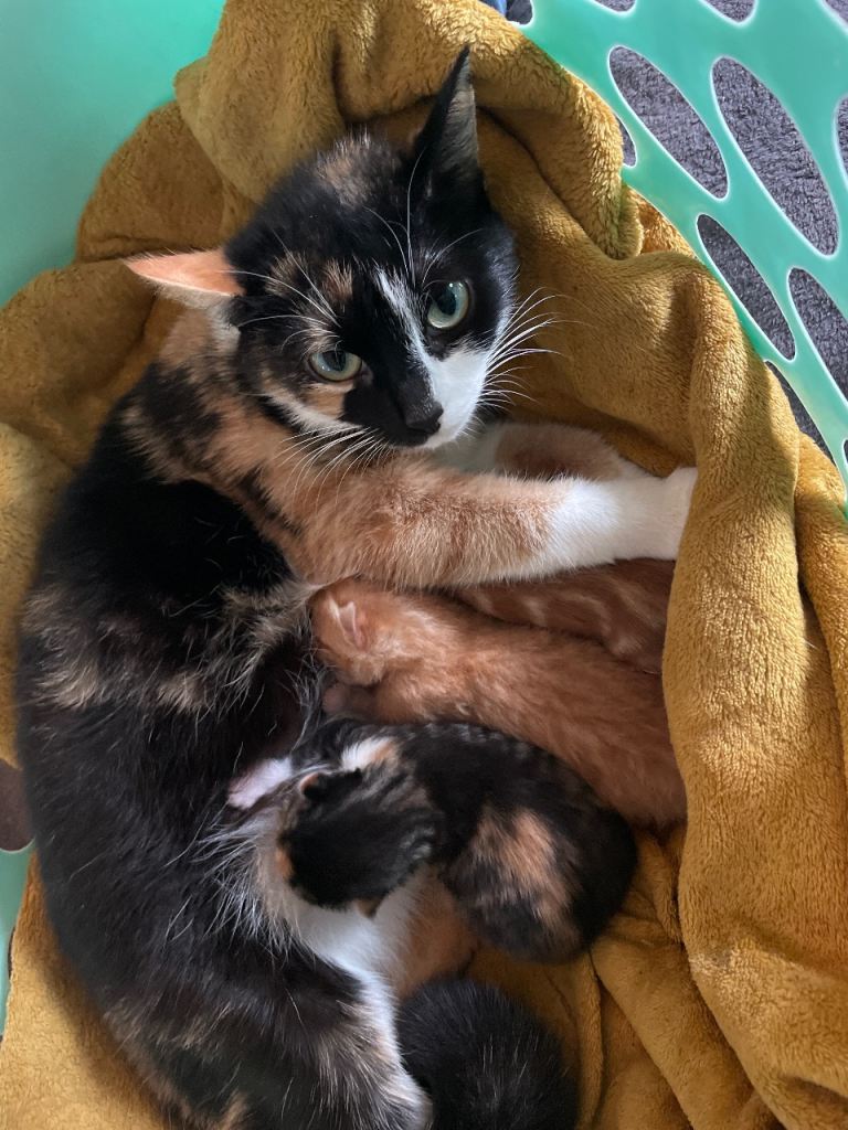 3 beautiful kittens for sale 2 males 