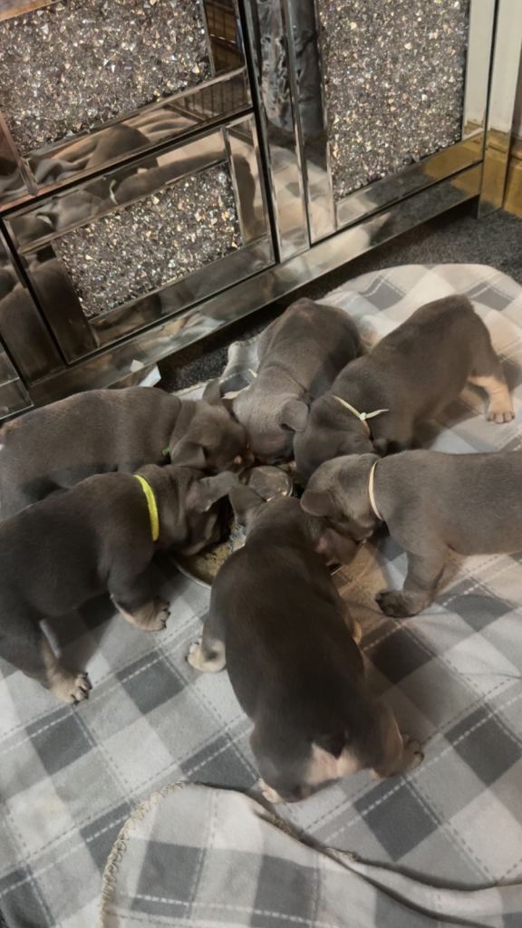 6 outstanding puppy’s 