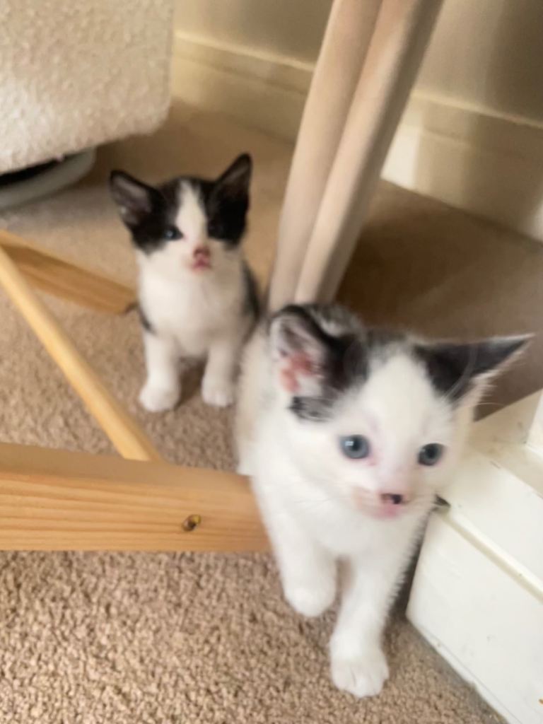 Adorable kittens needing their forever home