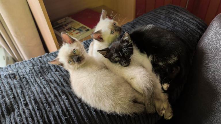 Ragdoll Cross Siamese kittens Black,/ white kitten