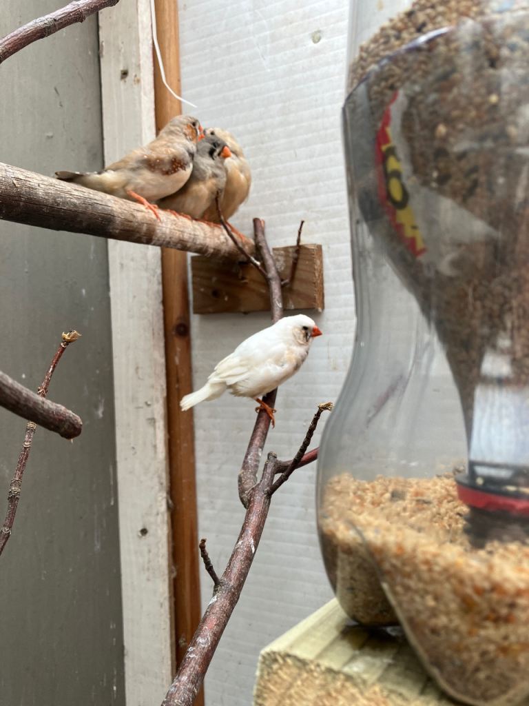 Young zebra finches and Bengalese birds 
