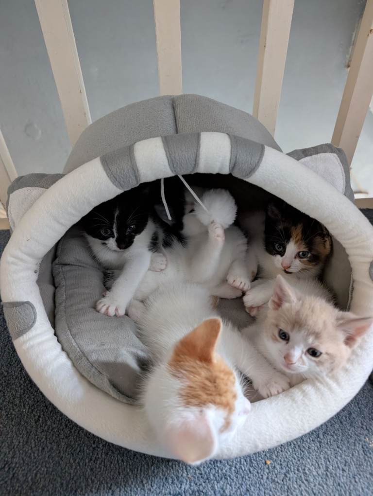 5 Adorable Kittens for Sale – £100 Eac